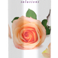 Óleo de Massagem Rosa Tranquila, ( 237 ml)